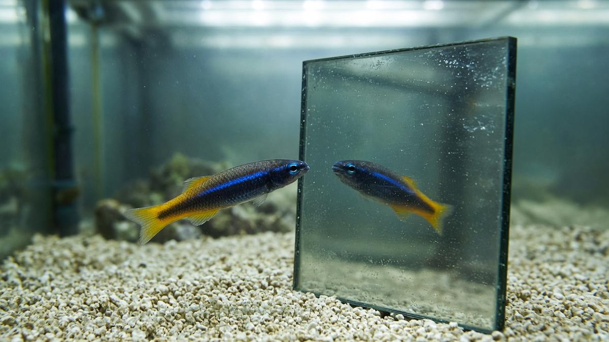Fische