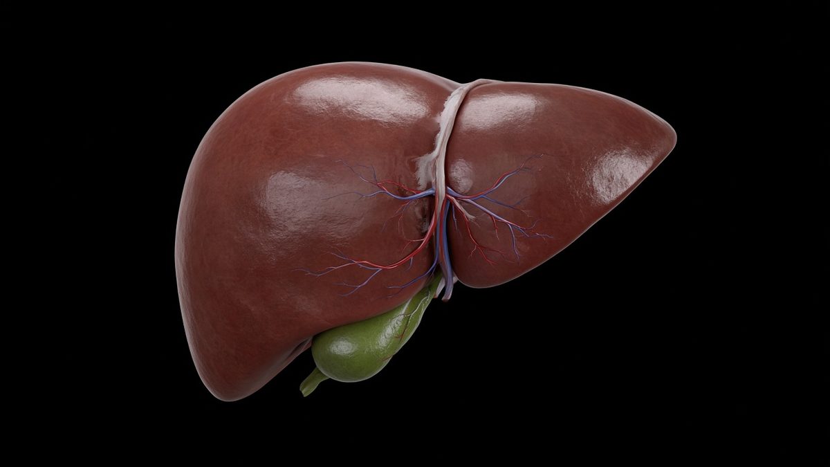 Liver